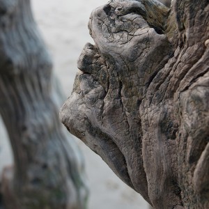 brise lame photographie abstrait pareidolie visage art