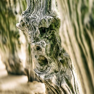 brise lame photographie abstrait pareidolie visage art