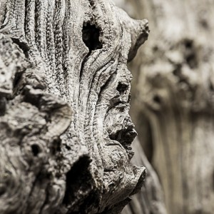 brise lame photographie abstrait pareidolie visage art