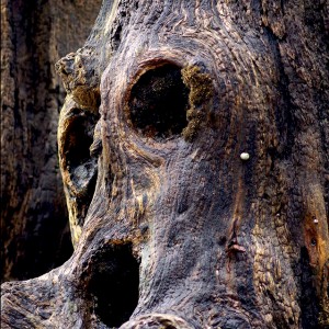 brise lame photographie abstrait pareidolie visage art