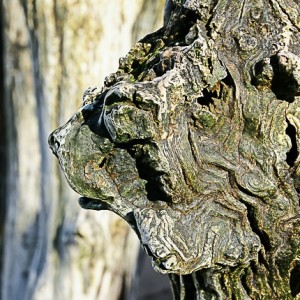 brise lame photographie abstrait pareidolie visage art