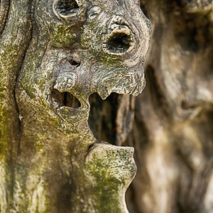 brise lame photographie abstrait pareidolie visage art