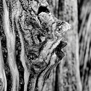 brise lame photographie abstrait pareidolie visage art