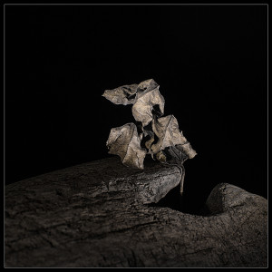 Photographie abstrait artistique transmigratio