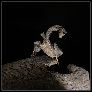 Photographie abstrait artistique transmigratio